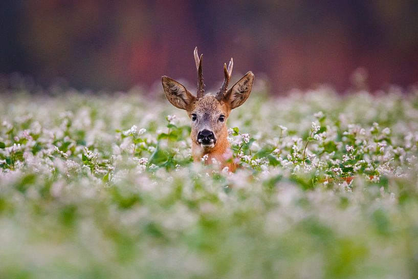 roe deer buck par Pim Leijen