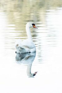 Mirror of Grace - Gelassenes Schwanenporträt in Farbe - Schwan