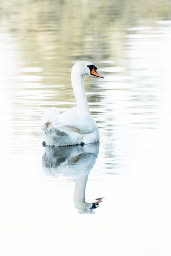 Spiegel van Gratie Sereen Zwanenportret in Kleur zwaan