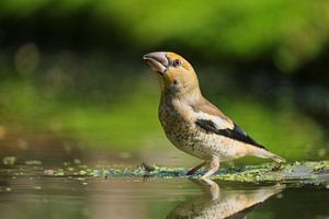 Chardonneret dans l'eau