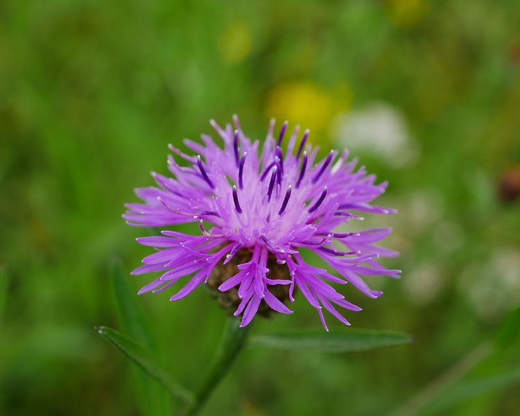 Koonpweed, a dreamy photo. by Wim vd Neut