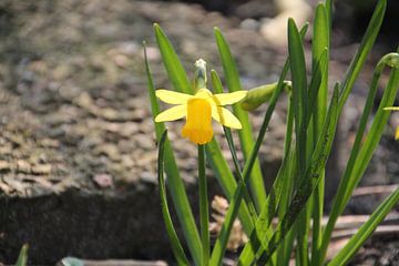 Narcis sur Koen Corstanje