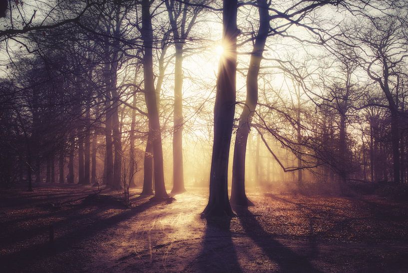 Sunrise in foggy forest by Joost Lagerweij