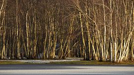 Birch trees at the frozen dune lake in the Noordhollands Duinreservaat Bergen aan Zee by Bram Lubbers