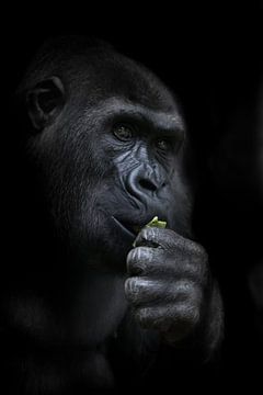 Peinzende apengorilla die een heldergroen blaadje in de hand houdt, symbool van intelligente dieren,