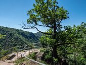 Wandelpad in het Harz Nationaal Park in Duitsland van Animaflora PicsStock thumbnail
