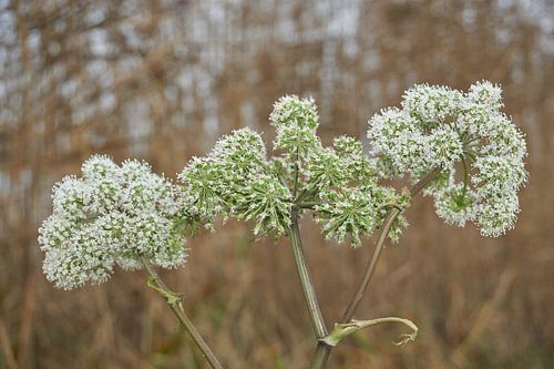 Angelica in bloom