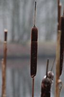 Water Reed