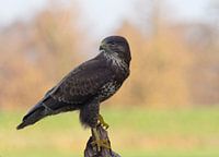 Buzzard on the lookout