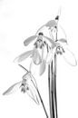 Snowdrops in black and white by Anne Ponsen thumbnail