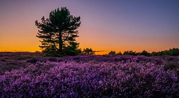 Heide bij Bergen 3 van peterheinspictures