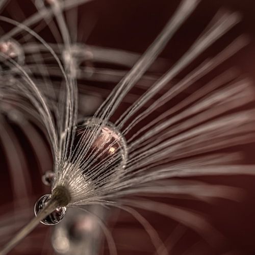 Vierkantje van een zilveren paardenbloem met roodbruine achtergrond