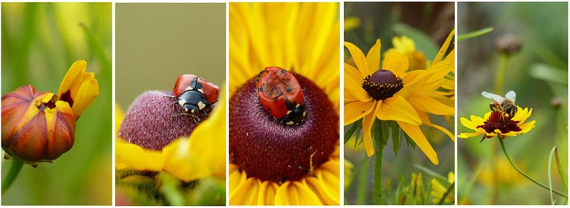 Collage van gele bloemen met lieveheersbeestje en bijtje by Gonnie van Hove