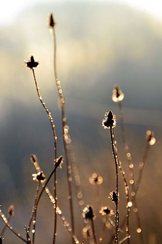 Gouden ochtendgloed - deel 2