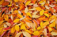 Herbstblätter von Blond Beeld Miniaturansicht