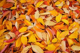 Feuilles d'automne sur Blond Beeld