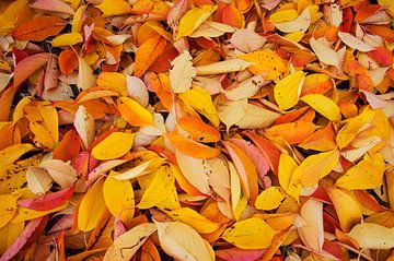 Herfst bladeren van Blond Beeld