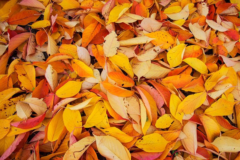 Herbstblätter von Blond Beeld