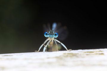 Dragonfly van Thomas Jäger