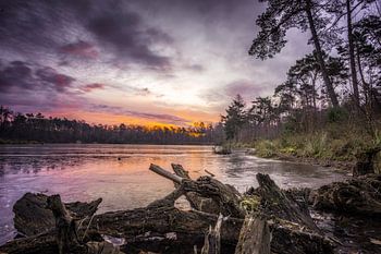 Seterse bossen in Dorst