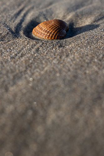 Shell beauty on the beach