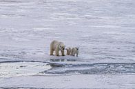 Eisbär mit 2 Jungen von Merijn Loch Miniaturansicht