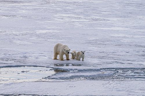 Polar bear with 2 cubs