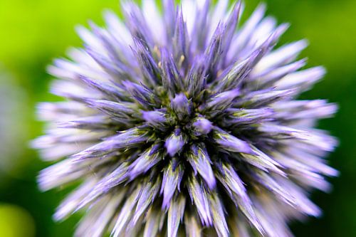 Distel close up