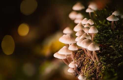 Monde caché sur la mousse de la forêt