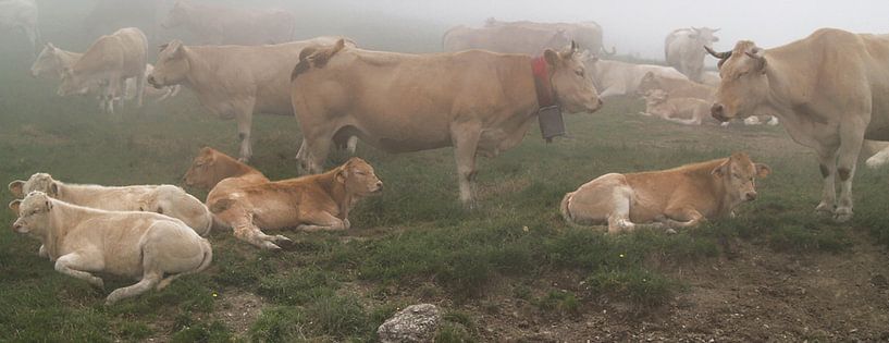 Nebelrinder von Peter Morgenroth