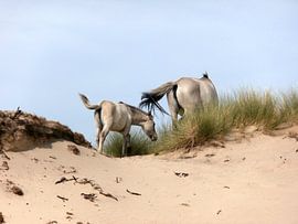 Konik horses by Jon Houkes