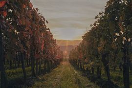 Evening glow in the vineyard by Marcel Hechler
