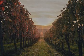 Evening glow in the vineyard