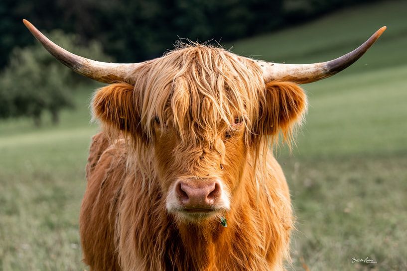 Portrait de Galloway par Berthold Ambros