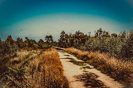 Nationalpark de Peel in Brabant von Lizanne van Spanje