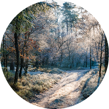 Winters bospad van FotoCreatives