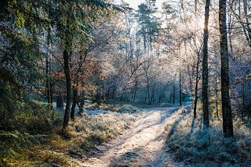 Winterlicher Waldweg