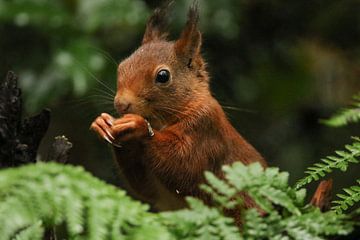 Ecureuil rouge en train de manger sur Anne Ponsen