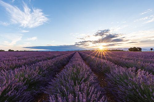 Lavendelfelder in Valensole de Provence von MaSl Photography
