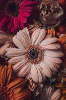 Stillleben Gerbera