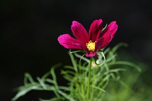 Cosmea