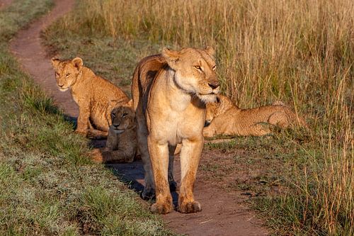 Lioness w. cubs