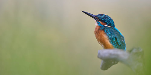 IJsvogel in zacht ochtendlicht met een dromerige sfeer