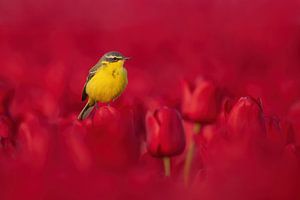Gelbe Bachstelze auf roten Tulpen von Ina Hendriks-Schaafsma