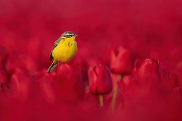 Gelbe Bachstelze auf roten Tulpen