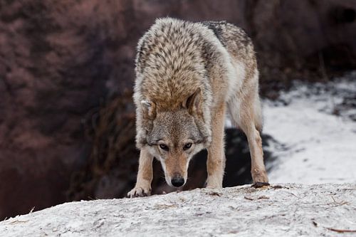 Een mooie en sterke vrouwelijke wolf