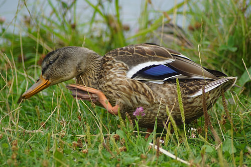 Wilde eend in de wei