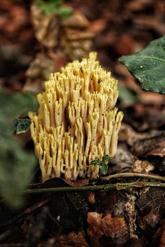 Herbst in den Niederlanden