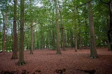 Eerbeek van Richard Wareham