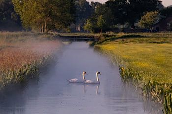 Cygnes